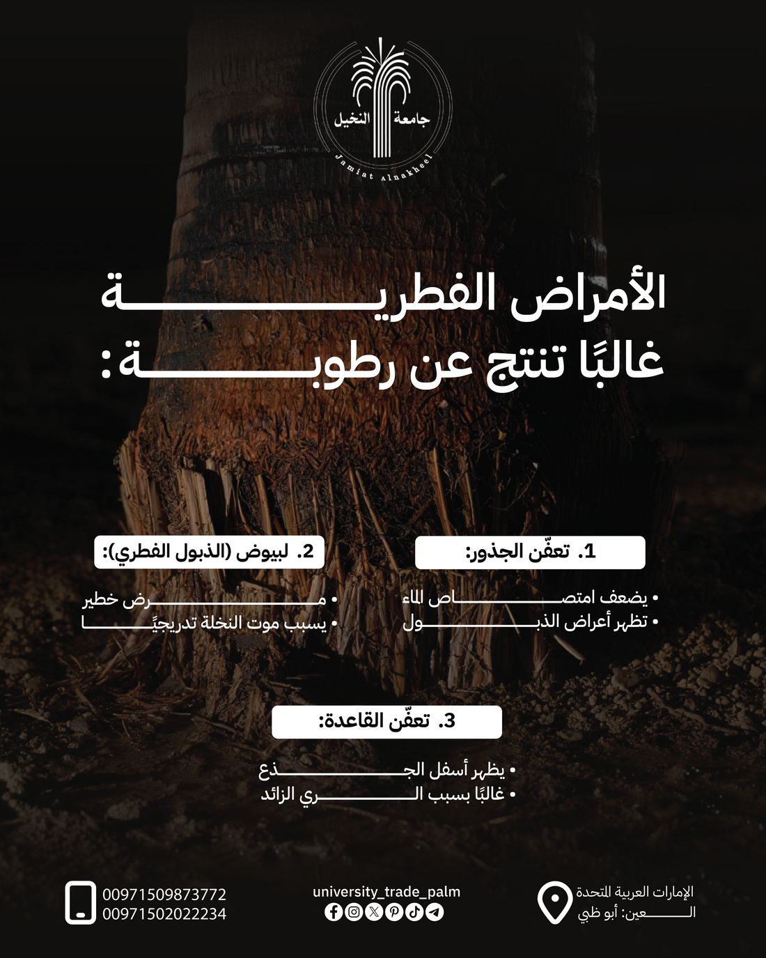 Fungal Diseases in Palm Trees: Causes, Risks & Prevention