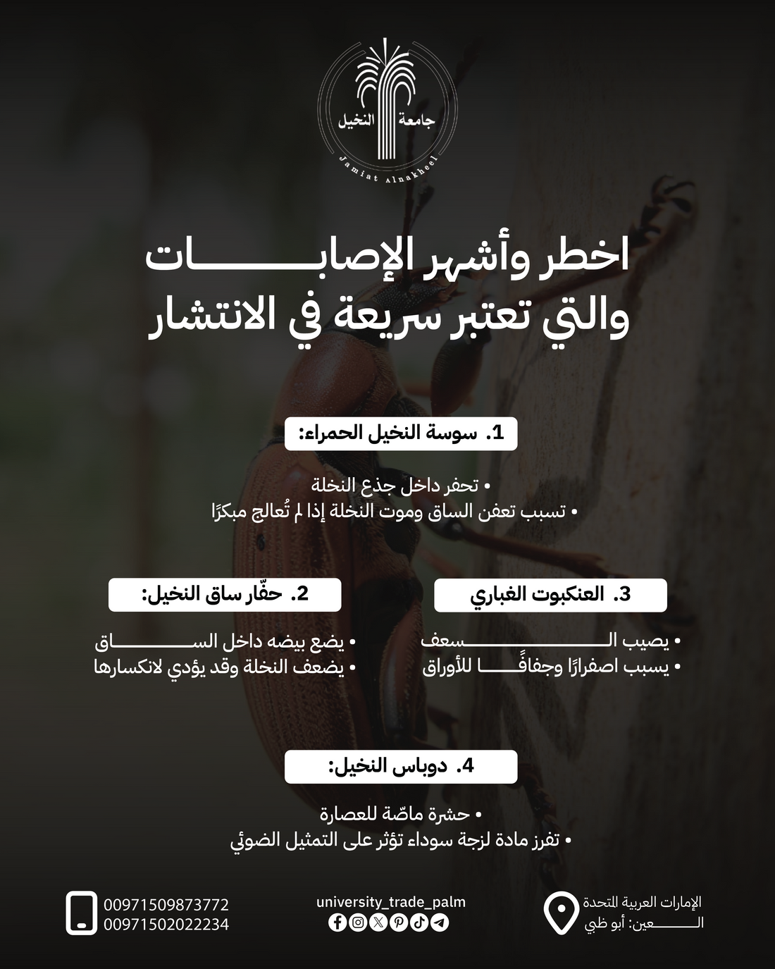 Protecting the Palm: A Guide to the 4 Most Dangerous Pests