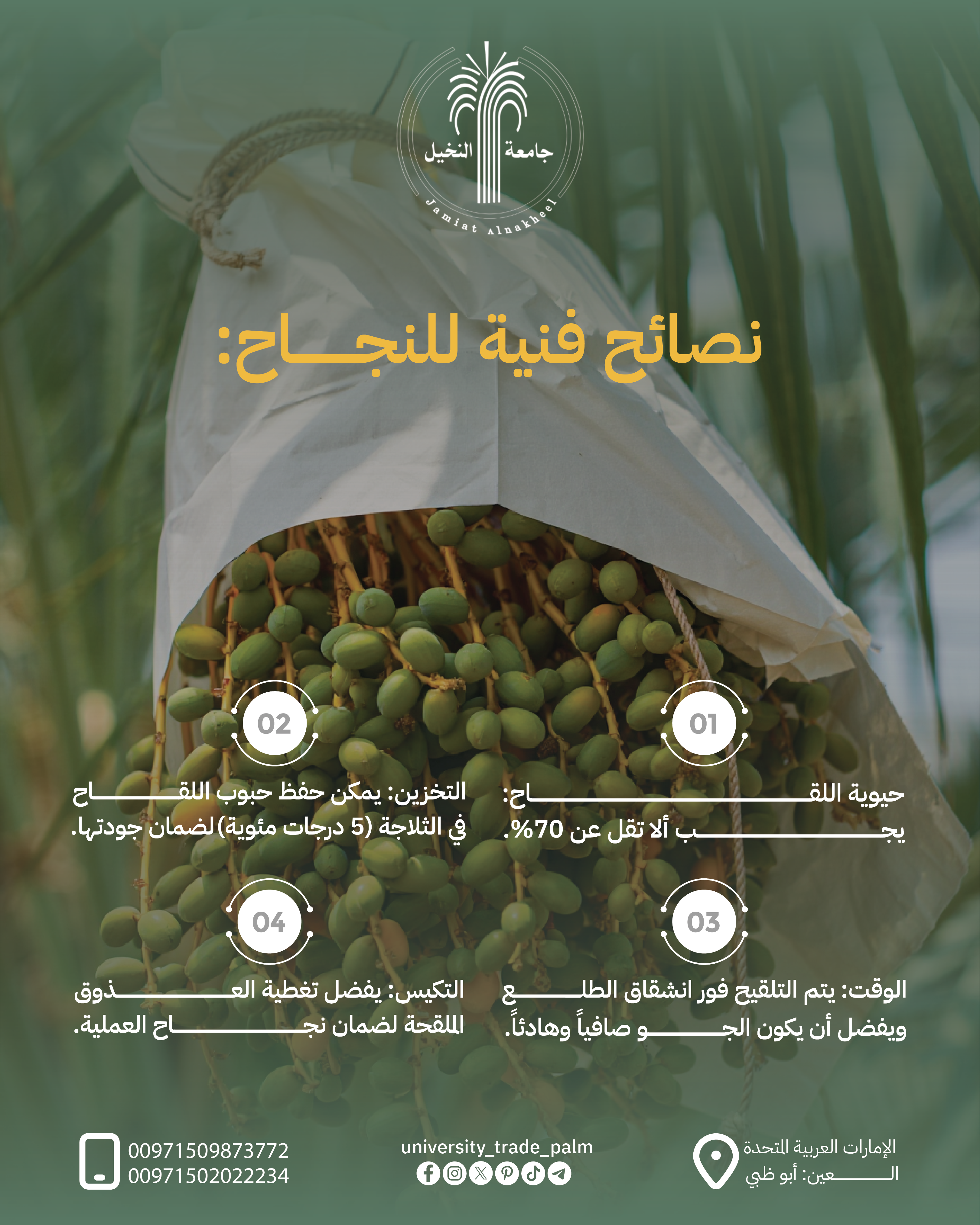 Fungal Diseases in Palm Trees: Causes, Risks & Prevention