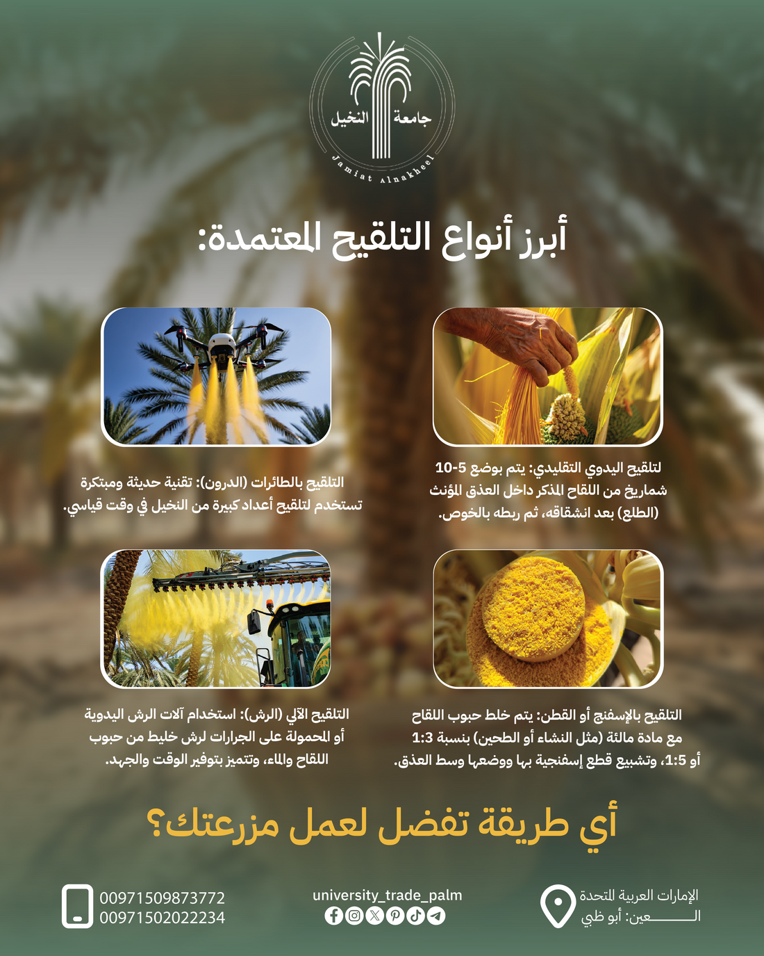 The Main Palm Pollination Methods and How to Choose the Right One for Your Farm