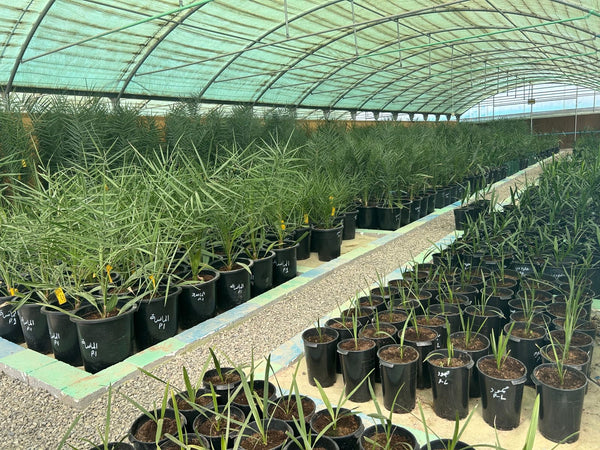 Supply of tissue culture seedlings