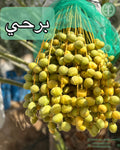 Barhi