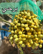 Barhi