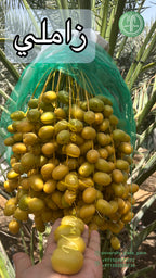 Zamli