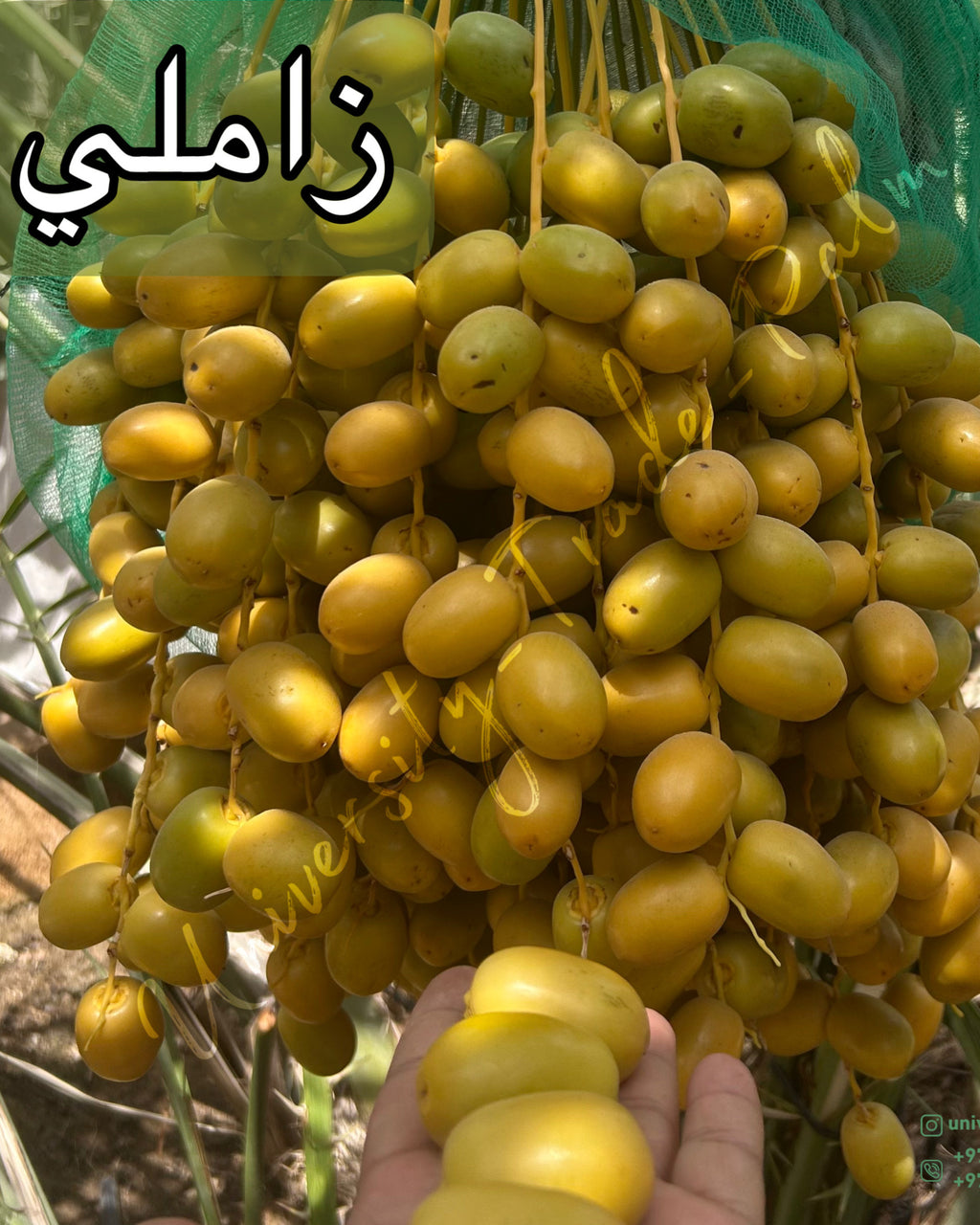 Zamli