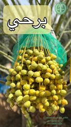 Barhi